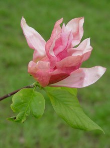 Magnolia Daybreak c5 zdjęcie 3