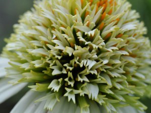 Jeżówka purpurowa (Echinacea) Milkshake zdjęcie 4