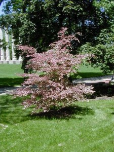 Buk trójkolorowy (Fagus Purpurea) Tricolor c4 zdjęcie 5