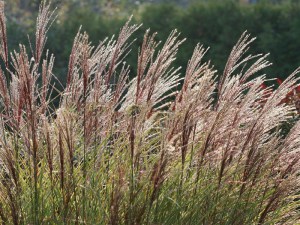 Miskant chiński (Miscanthus sinensis) Morning Light c3 zdjęcie 4