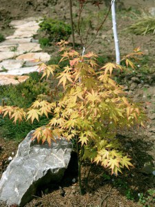 Klon palmowy (Acer palm.) Orange Dream c4 zdjęcie 6