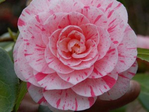 Kamelia japońska (Camellia japonica) Lavinia Maggi zdjęcie 2