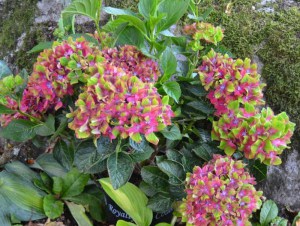 Hortensja ogrodowa (Hydrangea macrophylla) Schloss Wackerbarth SAXON c3 zdjęcie 4