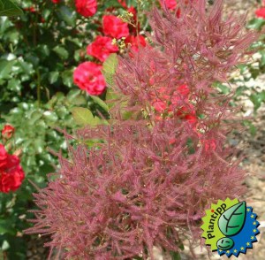 Perukowiec (Cotinus cogg.) Smokey Joe zdjęcie 4