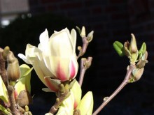 Magnolia pośrednia (Magnolia soulangeana) Sunrise zdjęcie 4