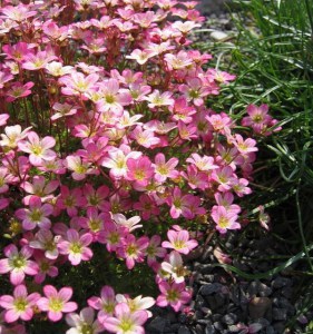 Skalnica Arendsa (Saxifraga arendsii) Peter Pan zdjęcie 3