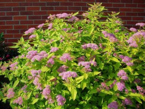 Tawuła japońska (Spiraea japonica) Golden Princess c2 zdjęcie 5