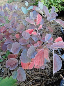 Fothergilla gardenii (Fothergilla Gardena) Blue Mist c2 zdjęcie 8