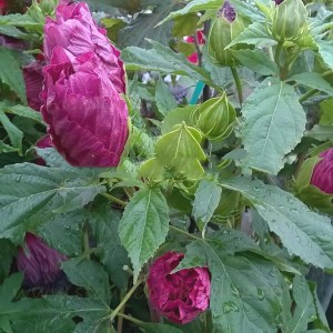 Hibiskus bylinowy (Hibiscus moscheutos) Berrylicious zdjęcie 6