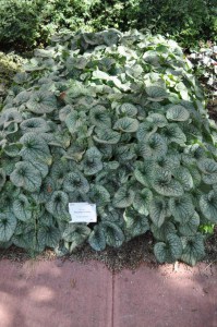 Brunera wielkolistna (Brunnera) Alexander's Great 4
