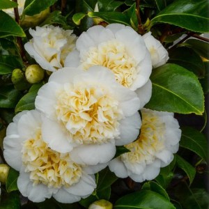 Kamelia japońska (Camelia japonica) Brushfield Yellow c2 zdjęcie 1