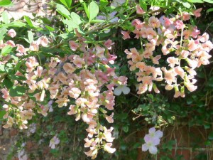 Laburnocytisus Adama (Laburnocytisus adamii) zdjęcie 6
