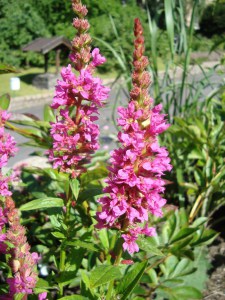 Krwawnica rózgowata (Lythrum virgatum) Little Robert 5