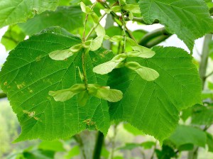 Klon zielonokory (Acer tegmentosum) c3 zdjęcie 5