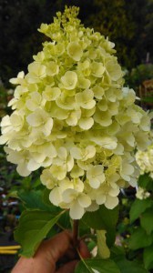 Hortensja bukietowa Polar Bear Hydrangea c3 zdjęcie 5