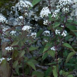sadziec plamisty (Eupatorium) Chocolate 3