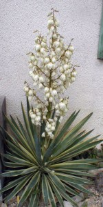 Jukka karolińska (Yucca filamentosa) Bright Edge zdjęcie 7