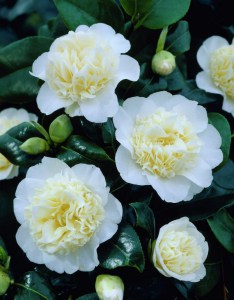 Kamelia japońska (Camelia japonica) Brushfield Yellow c2 zdjęcie 5