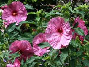 Hibiskus bylinowy (Hibiscus moscheutos) Berrylicious zdjęcie 2