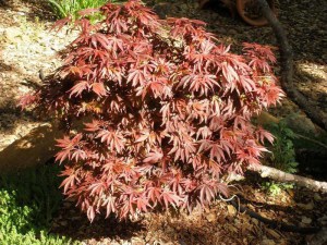 Klon palmowy szczepiony (Acer palm.) Shaina c4 zdjęcie 6