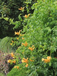 Milin amerykański (Campsis) Judy - roślina pnąca zdjęcie 5