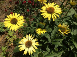 Jeżówka purpurowa (Echinacea) Cleopatra zdjęcie 5