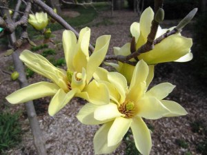 Magnolia Butterflies c3 zdjęcie 2