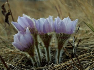 Sasanka (Pulsatilla) fioletowa sadzonka zdjęcie 5