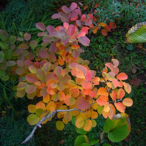 Fothergilla gardenii (Fothergilla Gardena) Blue Mist c2 zdjęcie 9
