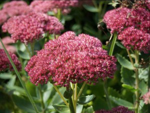 Rozchodnik karpacki (Sedum) Herbstfreude syn. Autumn Joy zdjęcie 2