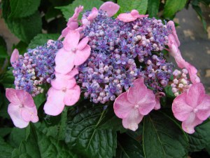 Hortensja ogrodowa (Hydrangea macrophylla) Twist and Shout 1