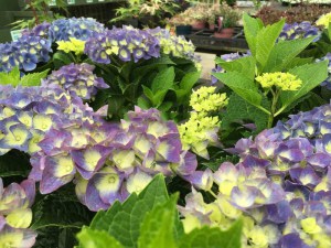 Hortensja ogrodowa niebieska (Hydrangea) Jip Blue c3 zdjęcie 9