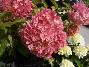 Hortensja bukietowa Phantom Hydrangea c3 zdjęcie 8