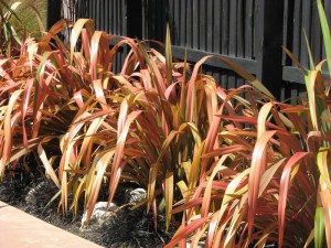 Len nowozelandzki (Phormium tenax) Jester zdjęcie 6