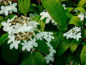 Kalina japońska (Viburnum plicatum) Kilimanjaro c3 zdjęcie 5