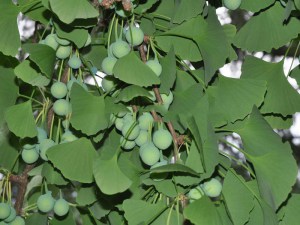 Miłorząb japoński (Ginkgo biloba) c3 zdjęcie 5