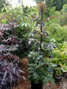 Bez czarny (Sambucus nigra) Black Tower zdjęcie 6