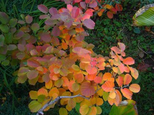 Fothergilla pośrednia (Fothergilla intermedia) Blue Shadow zdjęcie 8