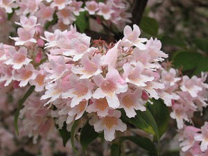 Kolkwicja chińska (Kolkwitzia amabilis) Pink Cloud c2 zdjęcie 6
