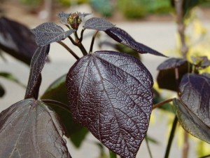 Katalpa, surmia (Catalpa x erubescens) Purpurea c7 zdjęcie 5