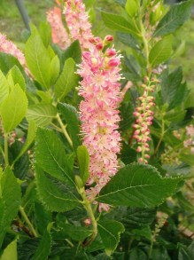 Orszelina olcholistna (Clethra alnifolia) Pink Spire zdjęcie 7