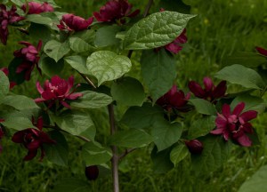Kielichowiec Raulstona (Calycanthus raulstoni) Hartlage Wine c1 zdjęcie 6