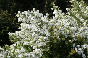 Obiela mieszańcowa (Exochorda macrantha) Niagara zdjęcie 5