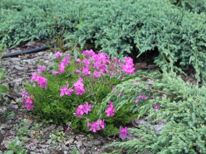 Floks szydlasty (Phlox subulata) Mc Daniels Cushion 5