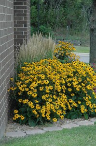 Rudbekia błyskotliwa (Rudbeckia fulgida) Goldsturm 5