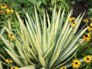 Juka Colour Guard (Yucca filamentosa) 4