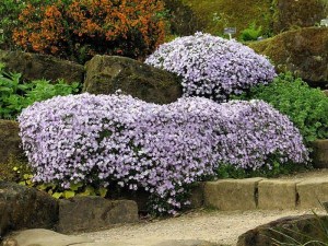 Floks szydlasty (Phlox subulata) Emerald Cushion Blue c1 zdjęcie 6