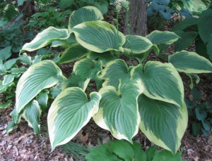 Funkia (Hosta) Victory zdjęcie 5