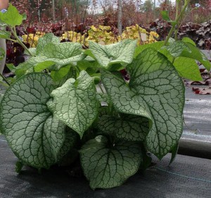 Brunera wielkolistna (Brunnera) Alexander's Great 5
