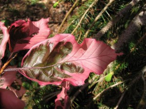 Buk trójkolorowy (Fagus Purpurea) Tricolor c4 zdjęcie 6